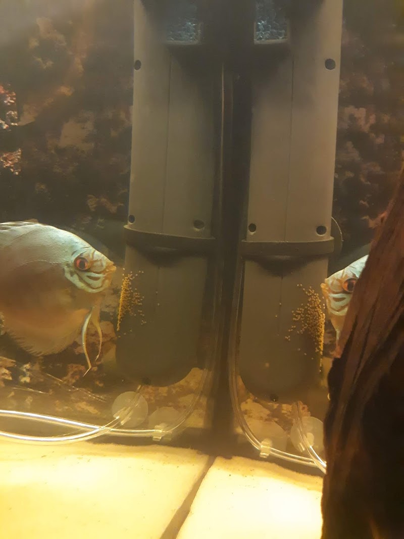 Discus Hans USA - Photo 4