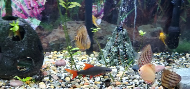 Discus Hans USA - Photo 5