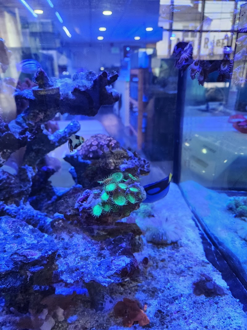 Mini Reef - Photo 3