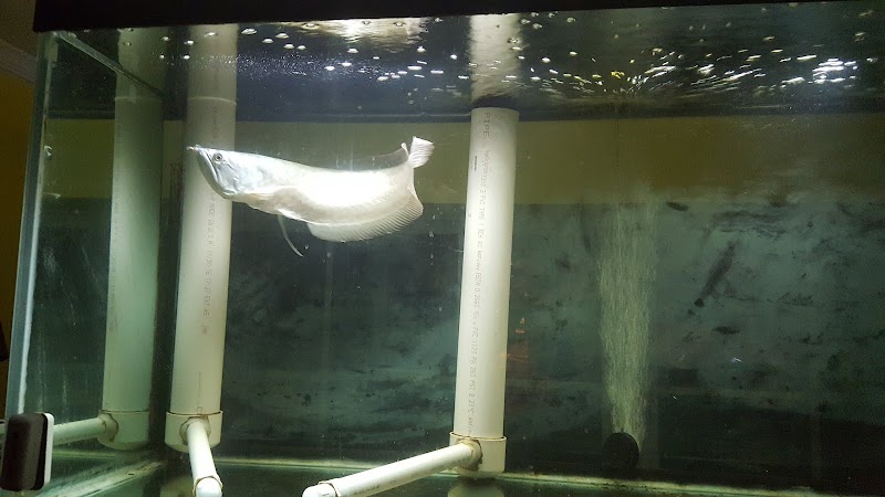 Fishy Business Aquarium - Photo 4