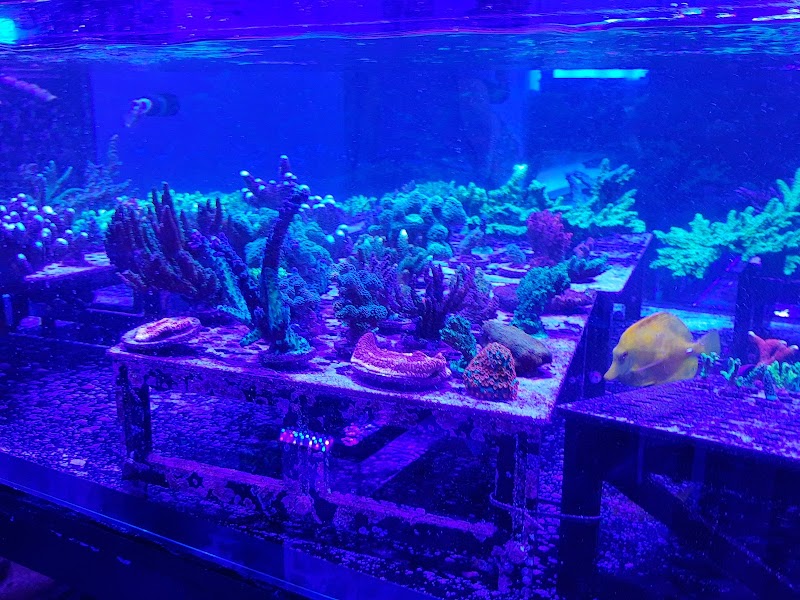 Top Shelf Aquatics - Photo 5