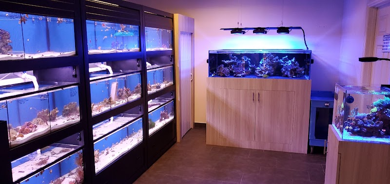 World Wide Corals - Winter Park - Photo 4