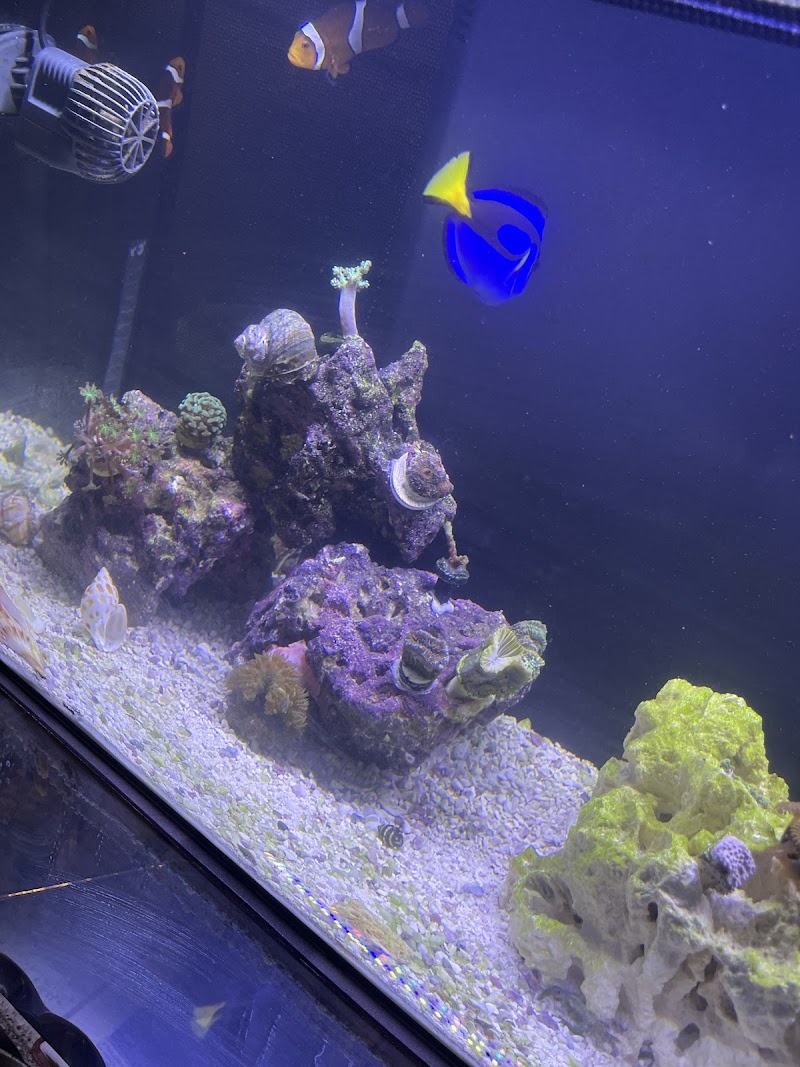 World Wide Corals - Winter Park - Photo 5