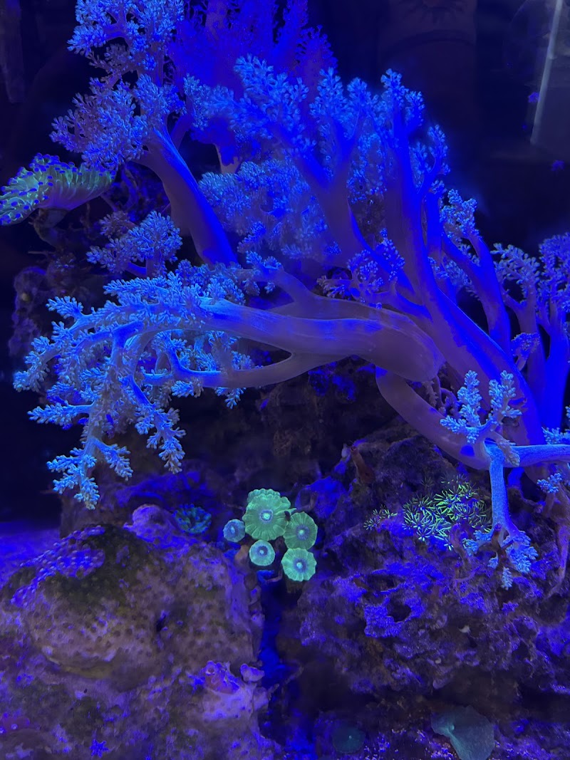 Ocean Blue Aquarium - Photo 5