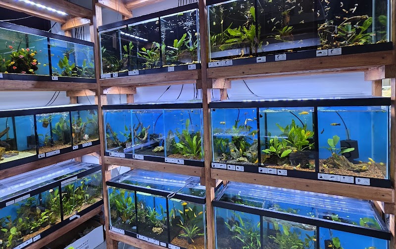 Aquamania Aquarium Store - Photo 5