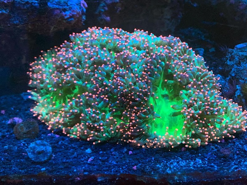 Exotic Aquatic, Inc. - Photo 4