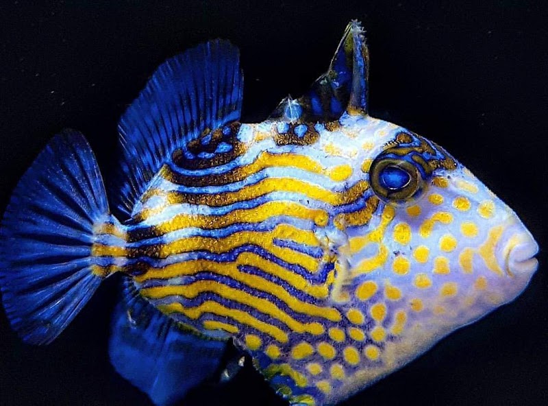 Exotic Aquatic, Inc. - Photo 5