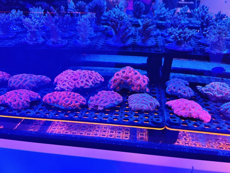 Reefs Edge Aquatics - Photo 5