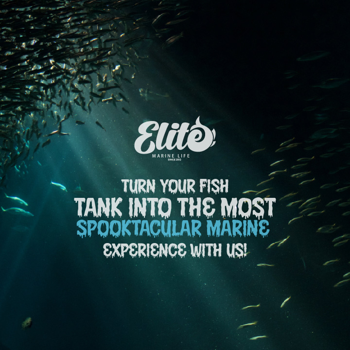 MarineLife by Captive Seas, formerly Elite MarineLife - Photo 2