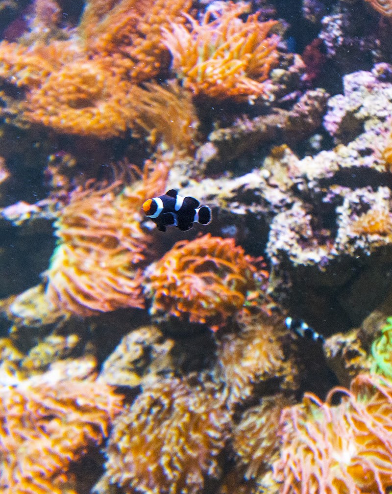 MarineLife by Captive Seas, formerly Elite MarineLife - Photo 4