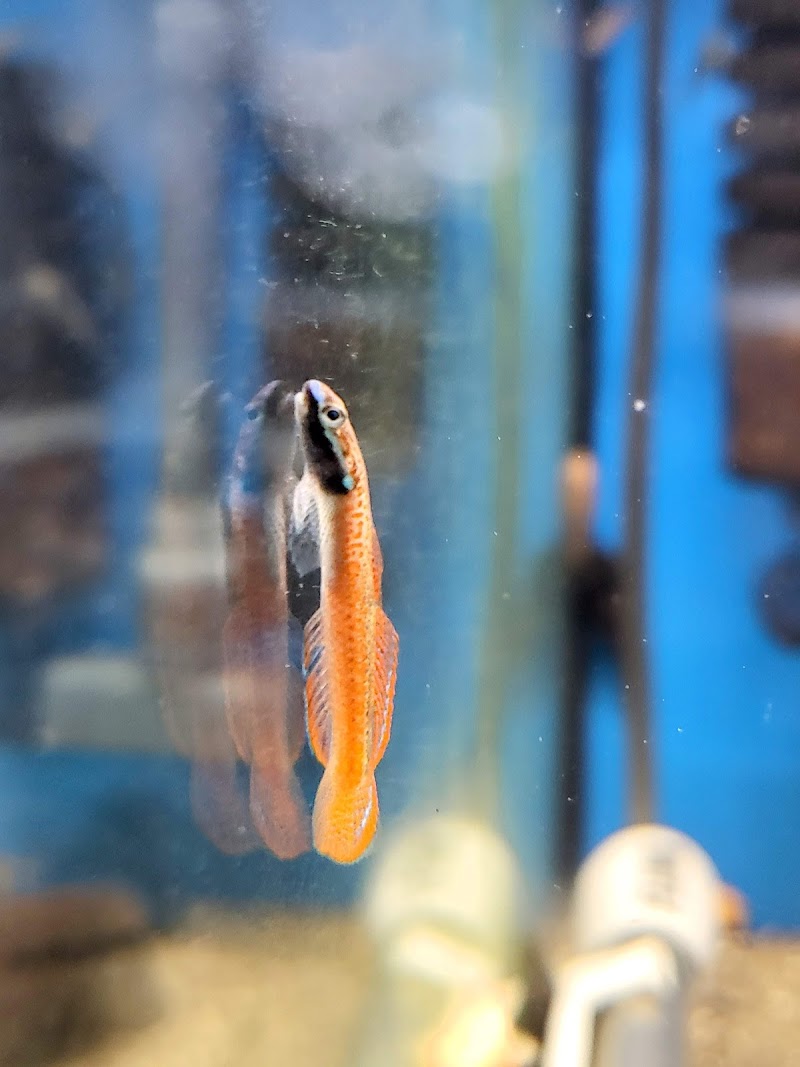 Bluewater Zoo Exotic Aquariums & Reptiles - Photo 4