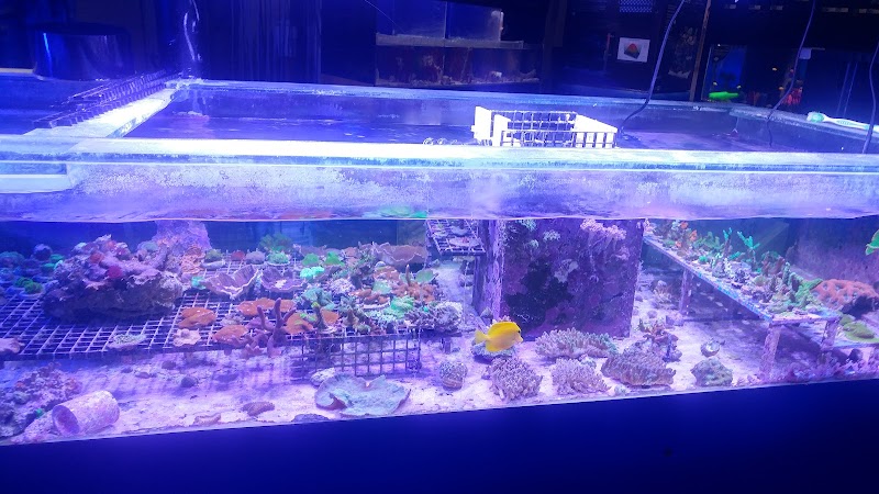 Aquarium & Reef Center - Photo 2