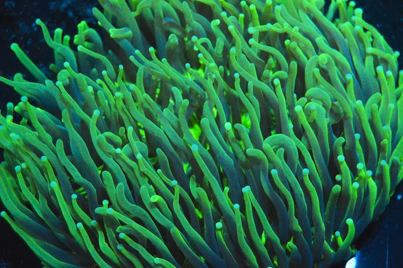 Saltwater Solutions Aquariums Inc - Photo 2