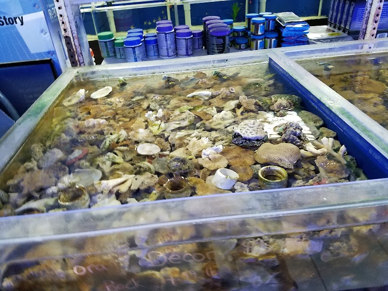 Saltwater Solutions Aquariums Inc - Photo 3