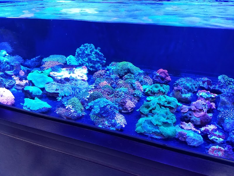 Saltwater Solutions Aquariums Inc - Photo 4