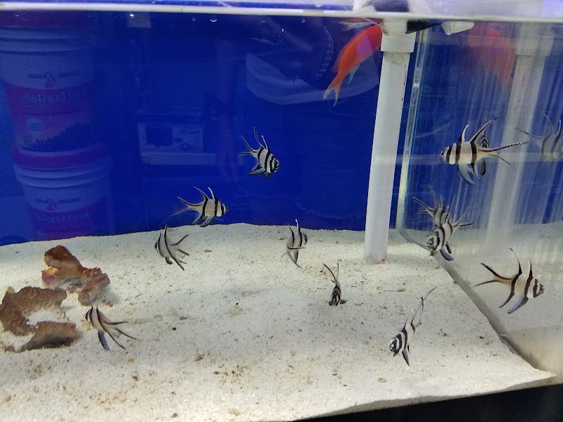 Saltwater Solutions Aquariums Inc - Photo 5