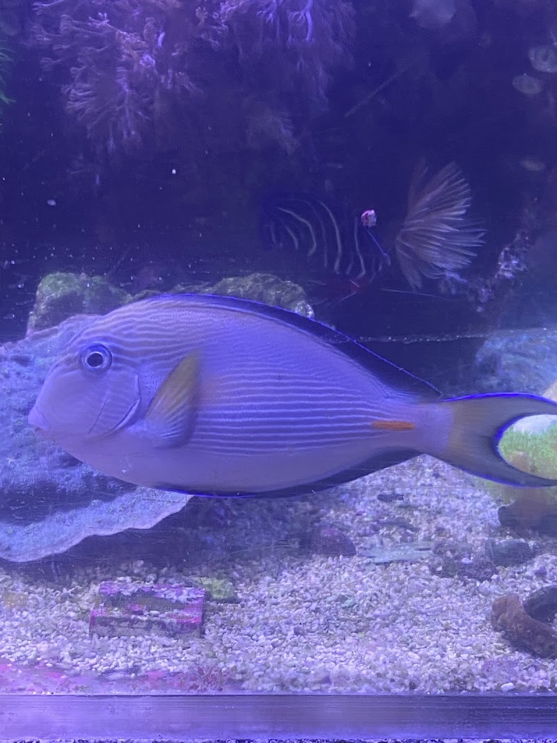 Aquariums and Reef Center - Photo 2