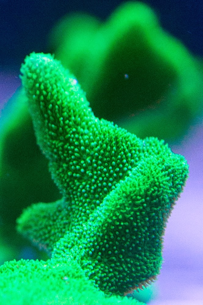 FISH and other ICHTHY stuff - Photo 1