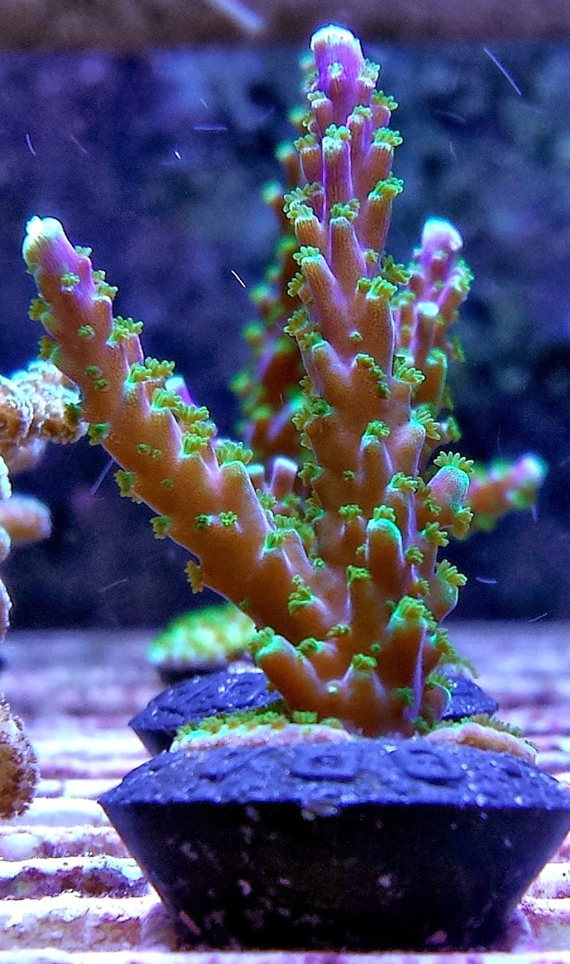 FISH and other ICHTHY stuff - Photo 2