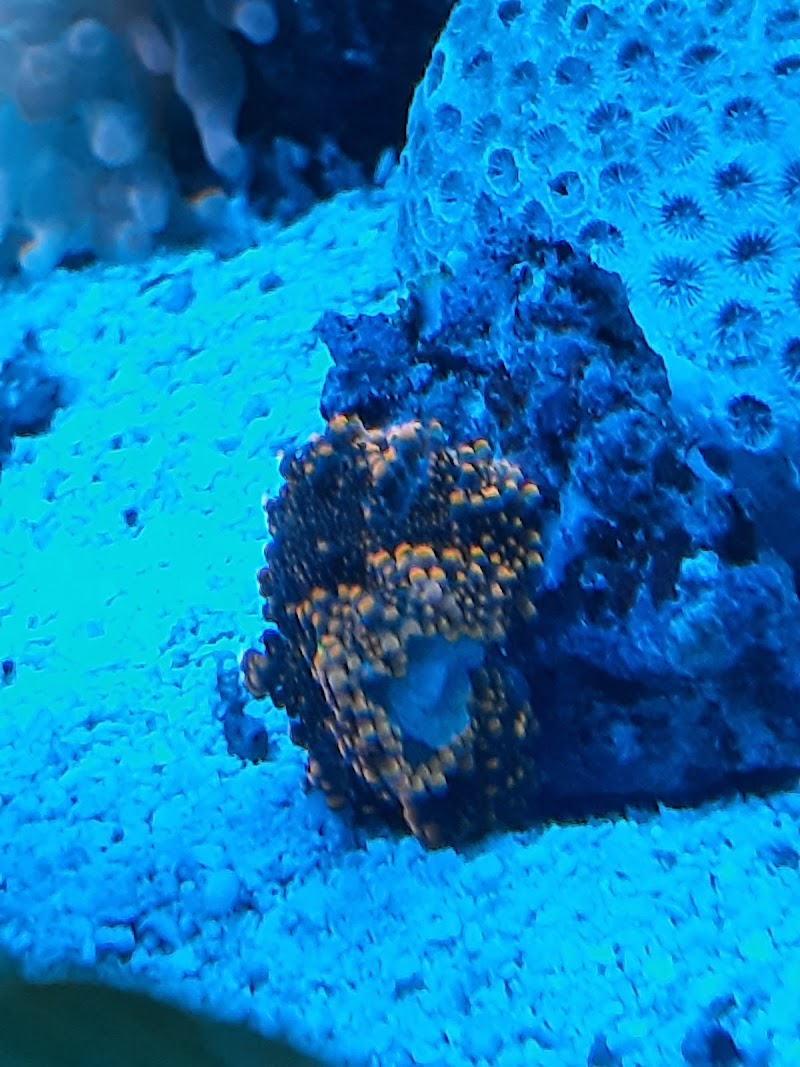 FISH and other ICHTHY stuff - Photo 4