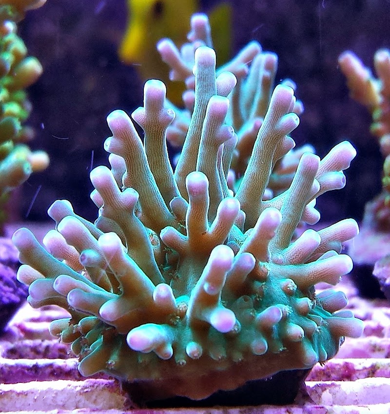 FISH and other ICHTHY stuff - Photo 5