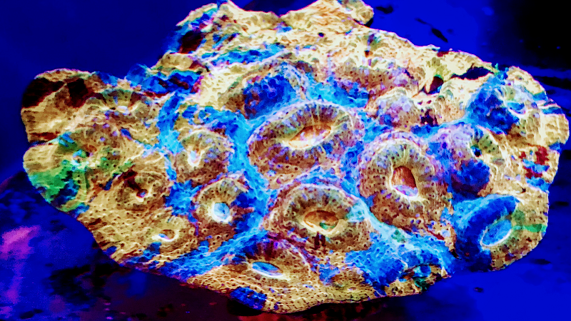 The Coral Corral - Photo 2