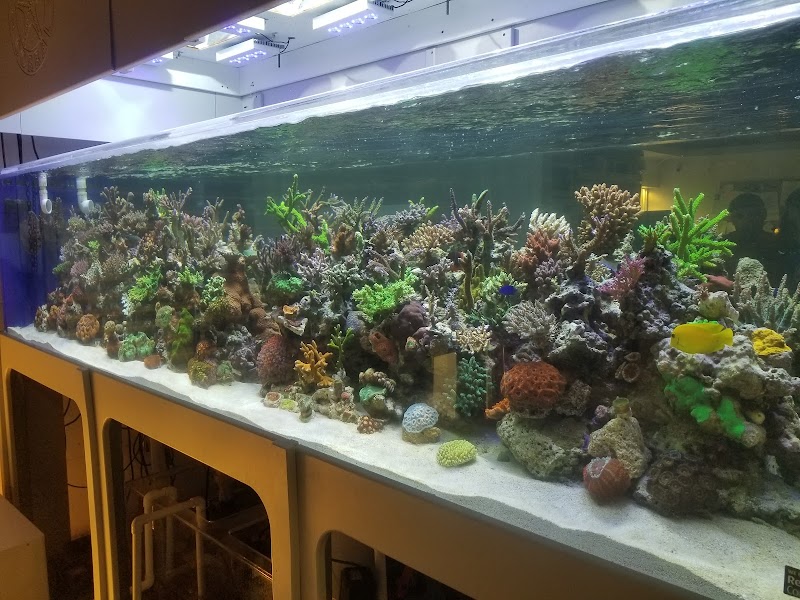 The Coral Corral - Photo 4