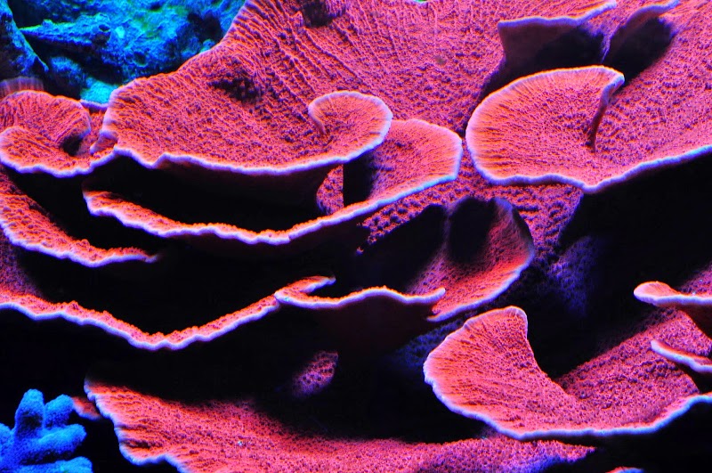 Fins and Skins - Photo 5