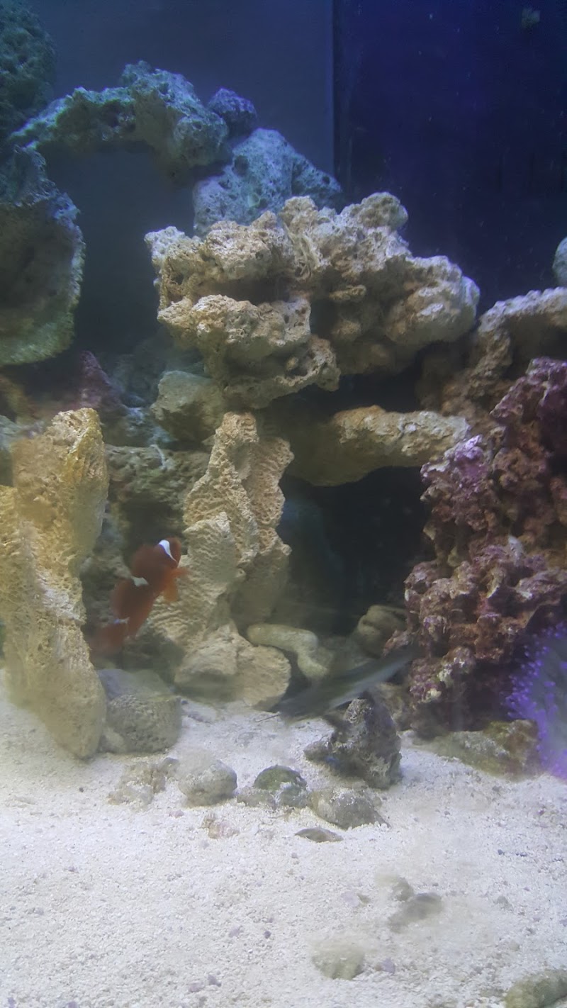 Aquatic Jewels - Photo 3