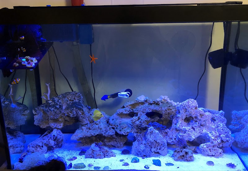 Aquatic Jewels - Photo 5