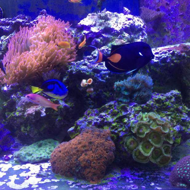 Aquarium Kingdom III - Photo 2