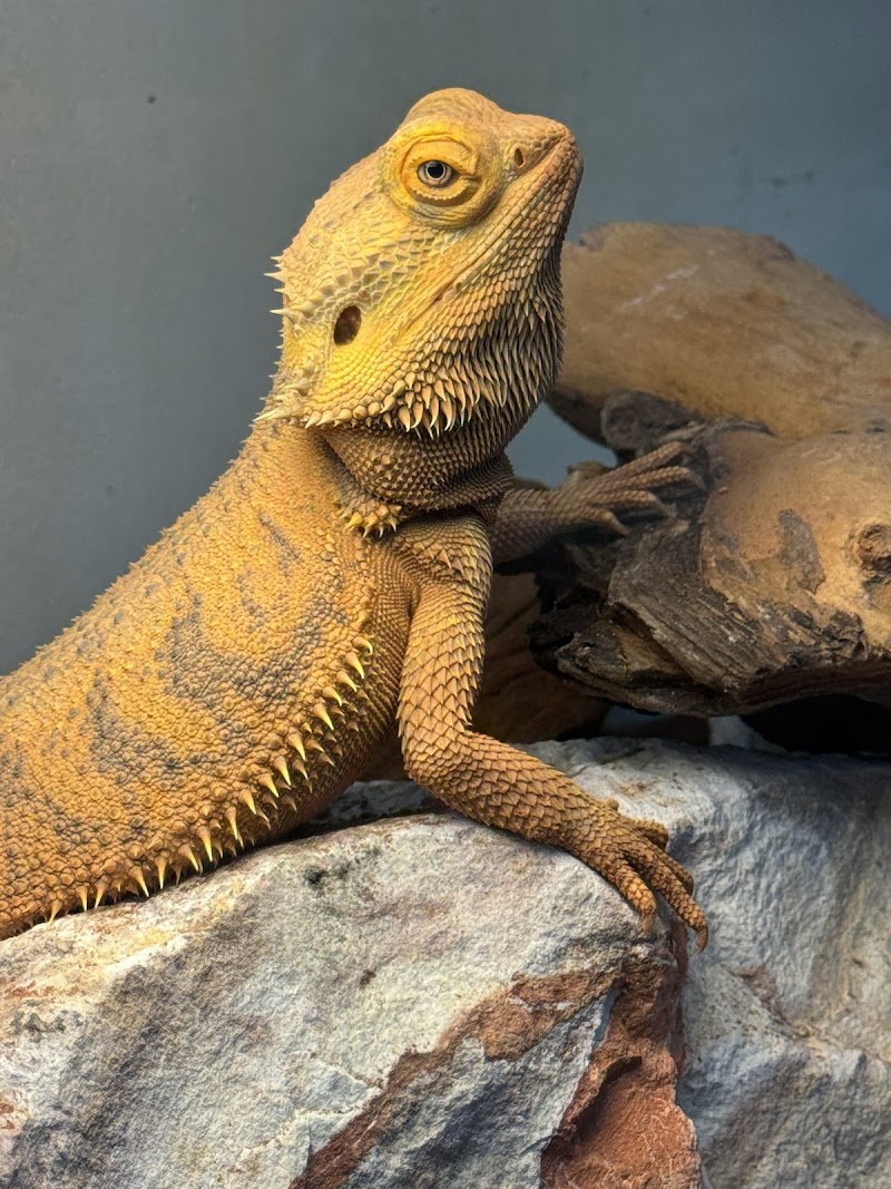 Arium Fauna & Flora - Aquarium & Reptile Store - Photo 2