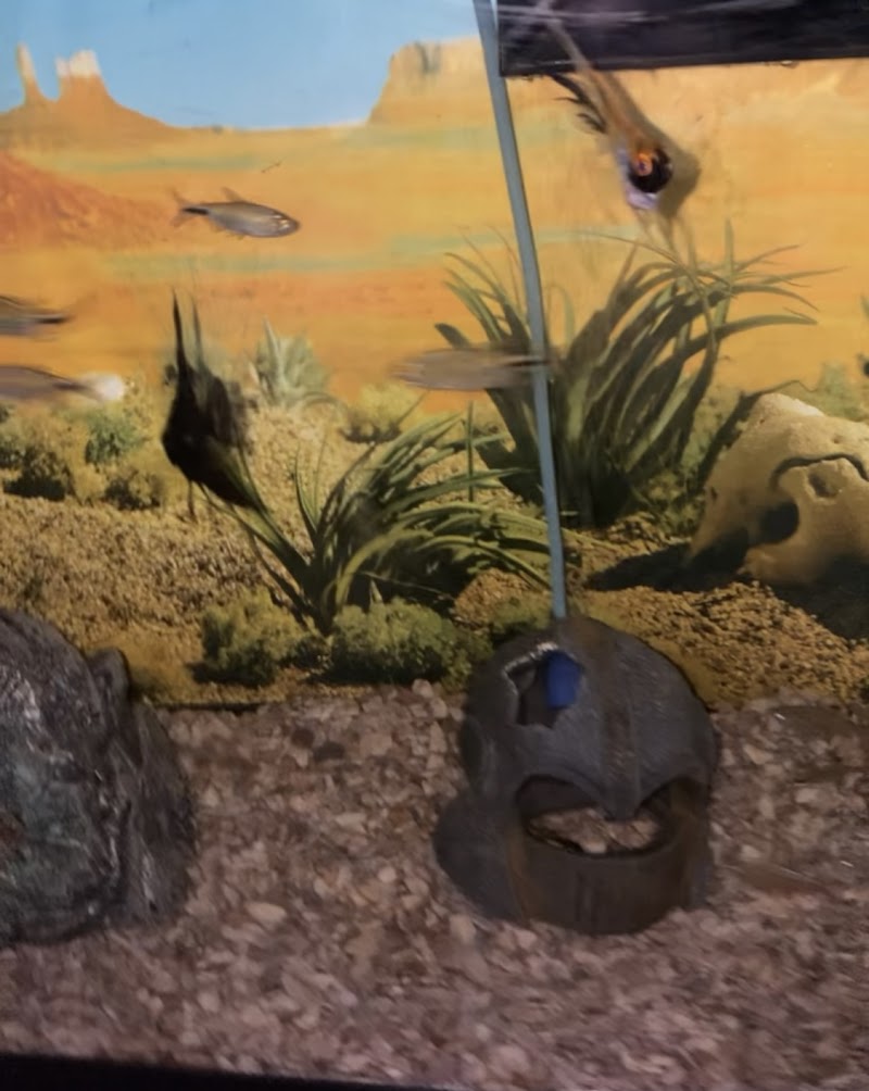 Arium Fauna & Flora - Aquarium & Reptile Store - Photo 4