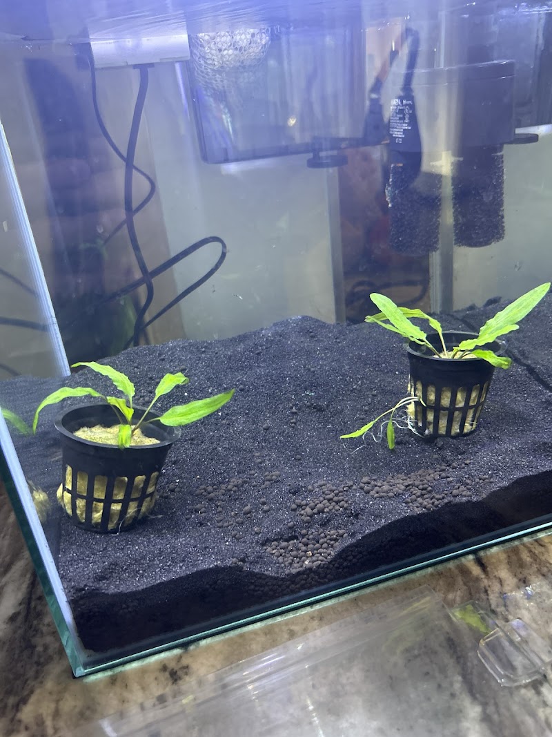 Arium Fauna & Flora - Aquarium & Reptile Store - Photo 5