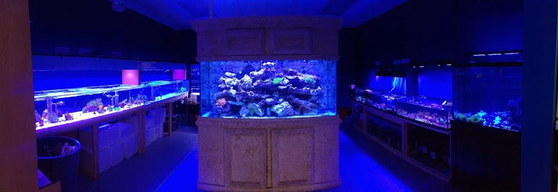 Blue Seas Aquariums - Photo 2