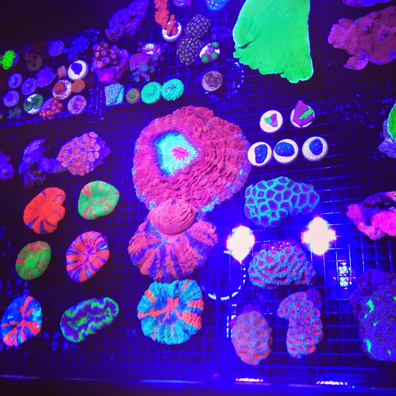 Blue Seas Aquariums - Photo 3