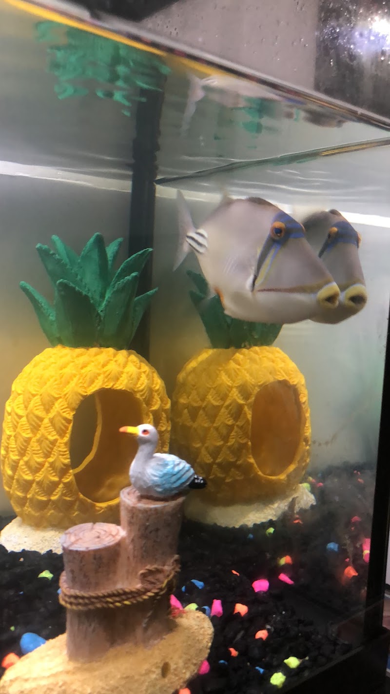 Blue Seas Aquariums - Photo 5