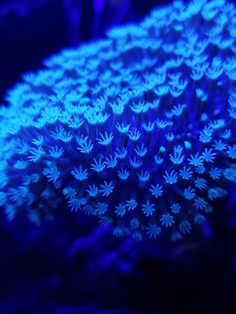 Living Reef Aquariums - Photo 4