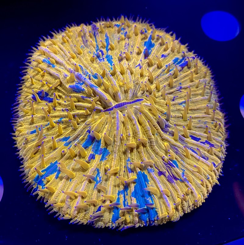 Koral King - Photo 4