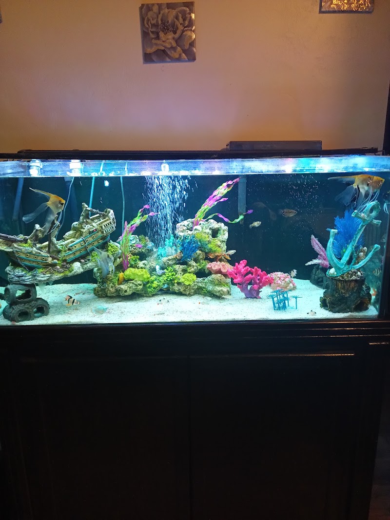 Scales & Tails - Photo 2