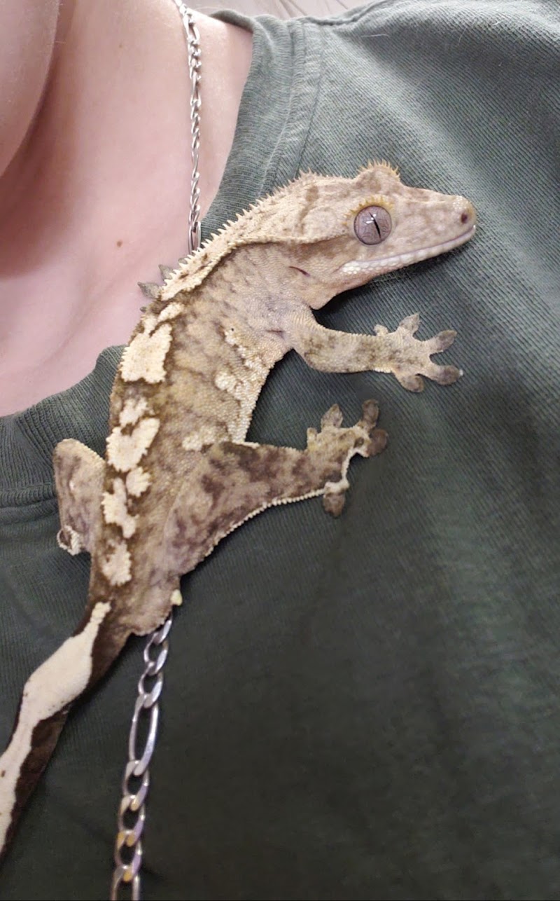 Scales & Tails - Photo 3