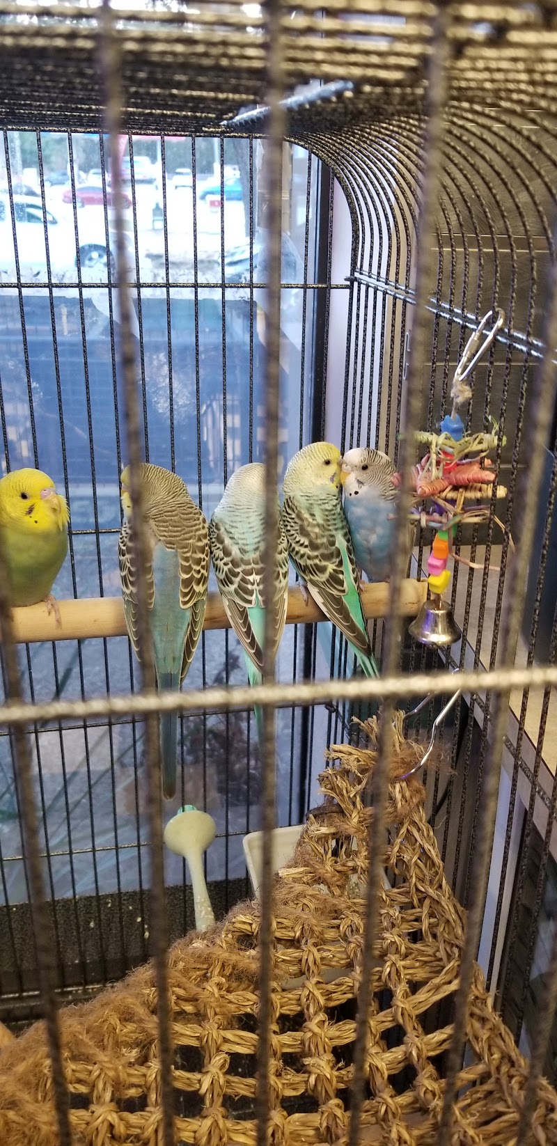 Scales & Tails - Photo 4