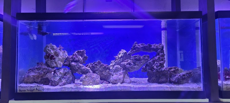 Scales & Tails - Photo 5