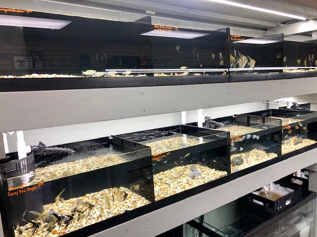 Strictly Fish & Corals - Photo 3