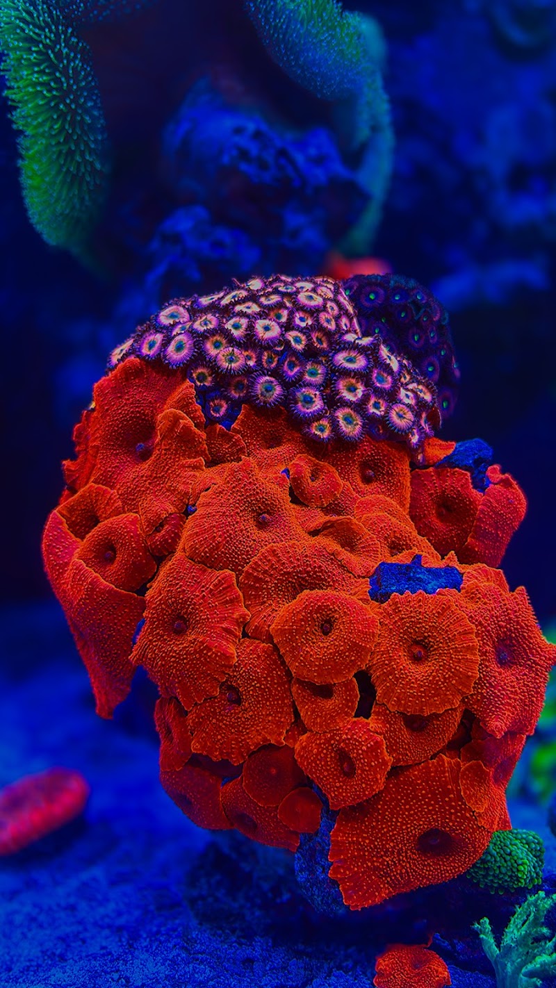 Frank Aquariums - Photo 4