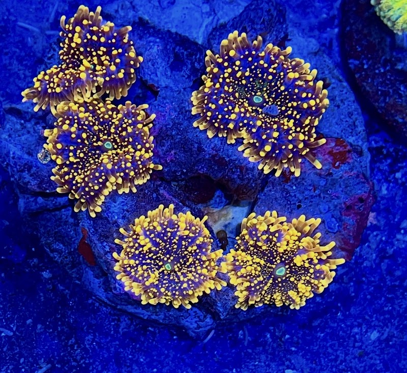 Frank Aquariums - Photo 5