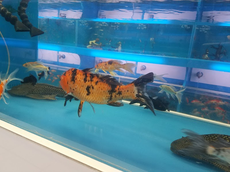 Aquarama Inc. - Photo 3