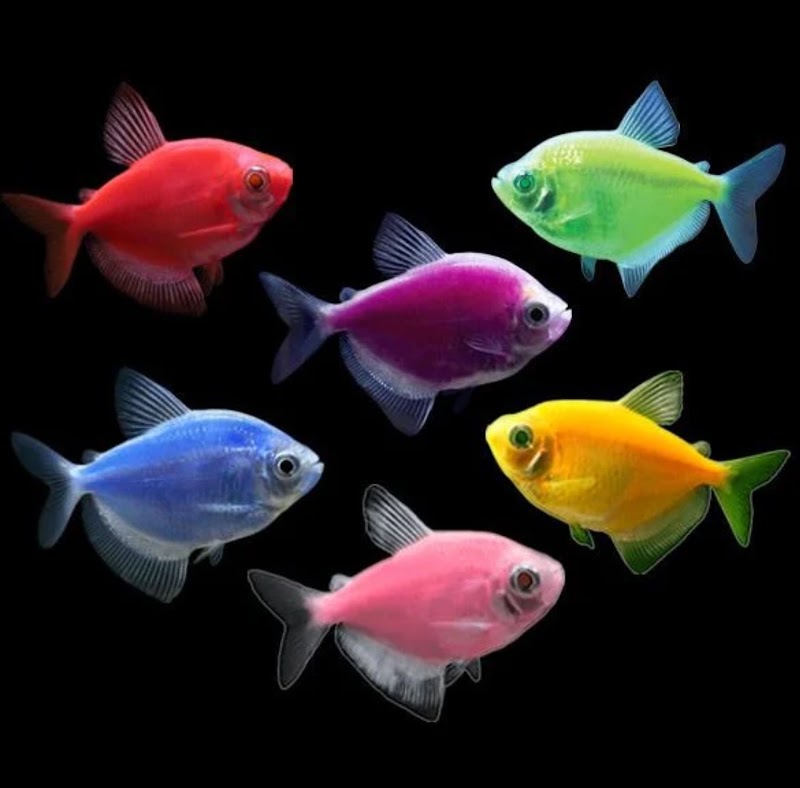 Neptunes Aquarium Store - Photo 4