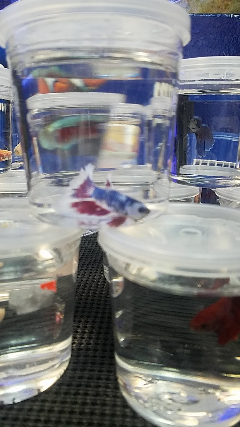 Dream Aquarium 1 - Photo 3