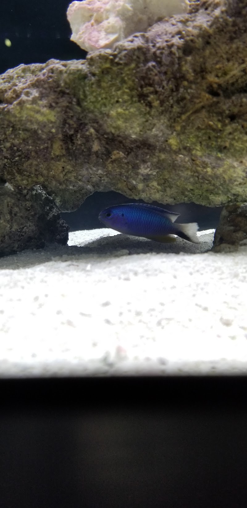 Ocean View Aquariums - Photo 3